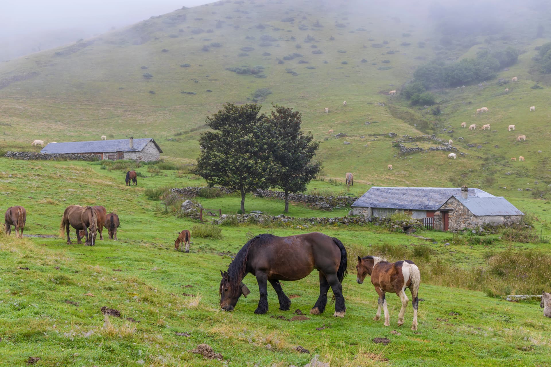 Horses and cows in the Pyrenees in Spain