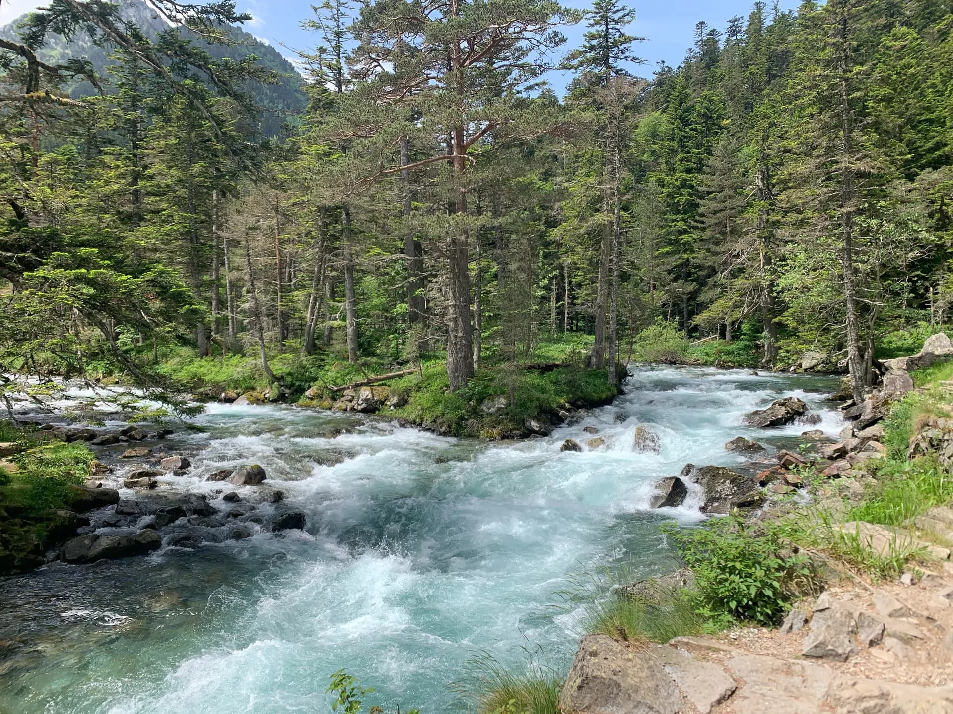 Fast-flowing river through a dense pine forest in the mountains