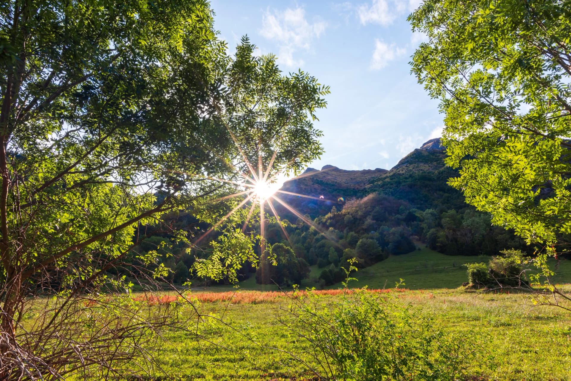 Sunburst through green leaves framing a sunny meadow leading to forested mountains in the Valley of Bujaruelo.