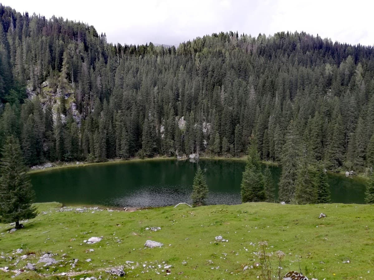 Dark green alpine lake surrounded by dense pine forest and grassy meadow.