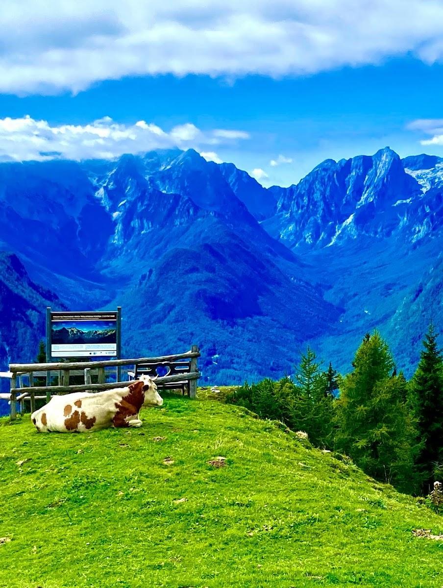 Cow resting on green alpine pasture with blue mountains and informational sign