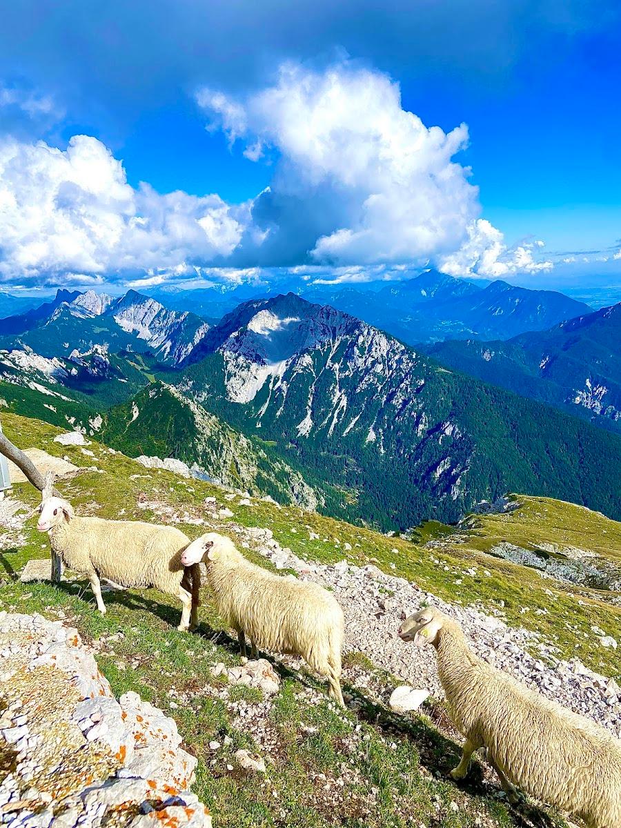 Three sheep grazing on a rocky alpine meadow with dramatic mountain ranges under a blue sky.