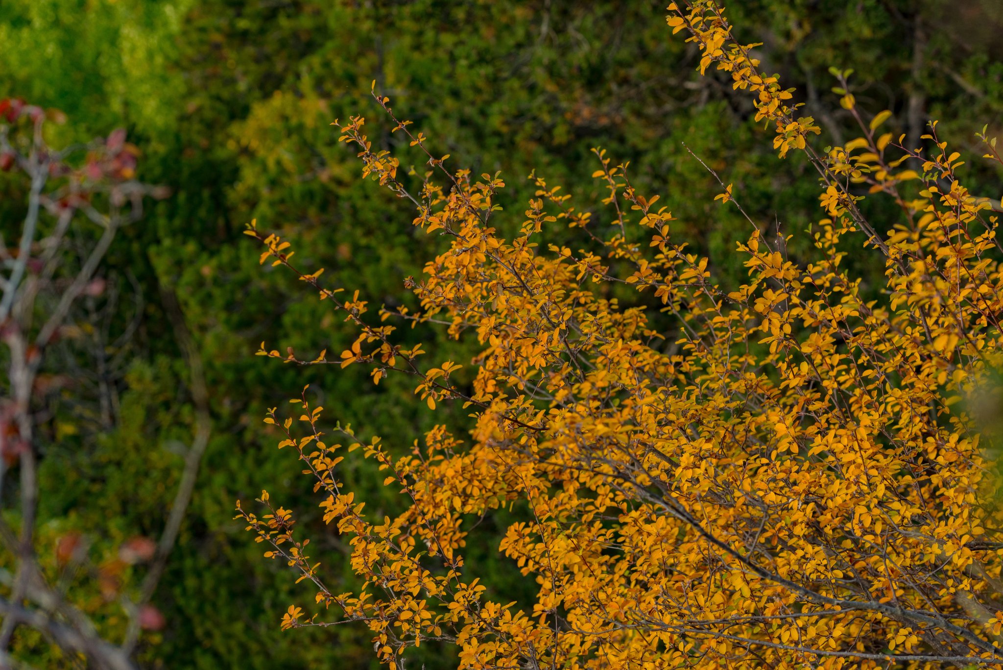 Fjellhøstlandskap med fargerik skog i Andorra.