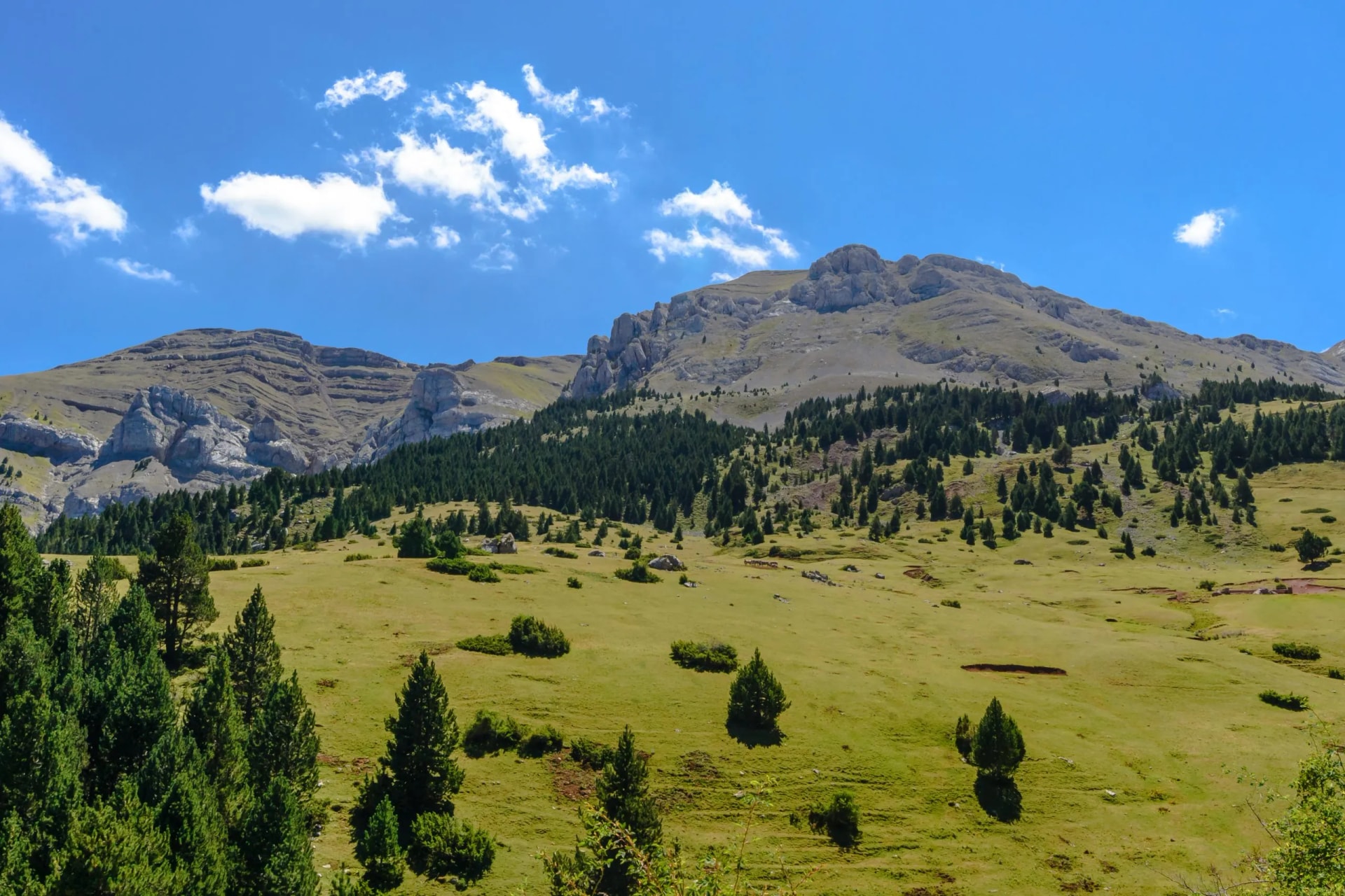 Rocky mountains above grassy slopes dotted with pine trees under a bright blue sky.