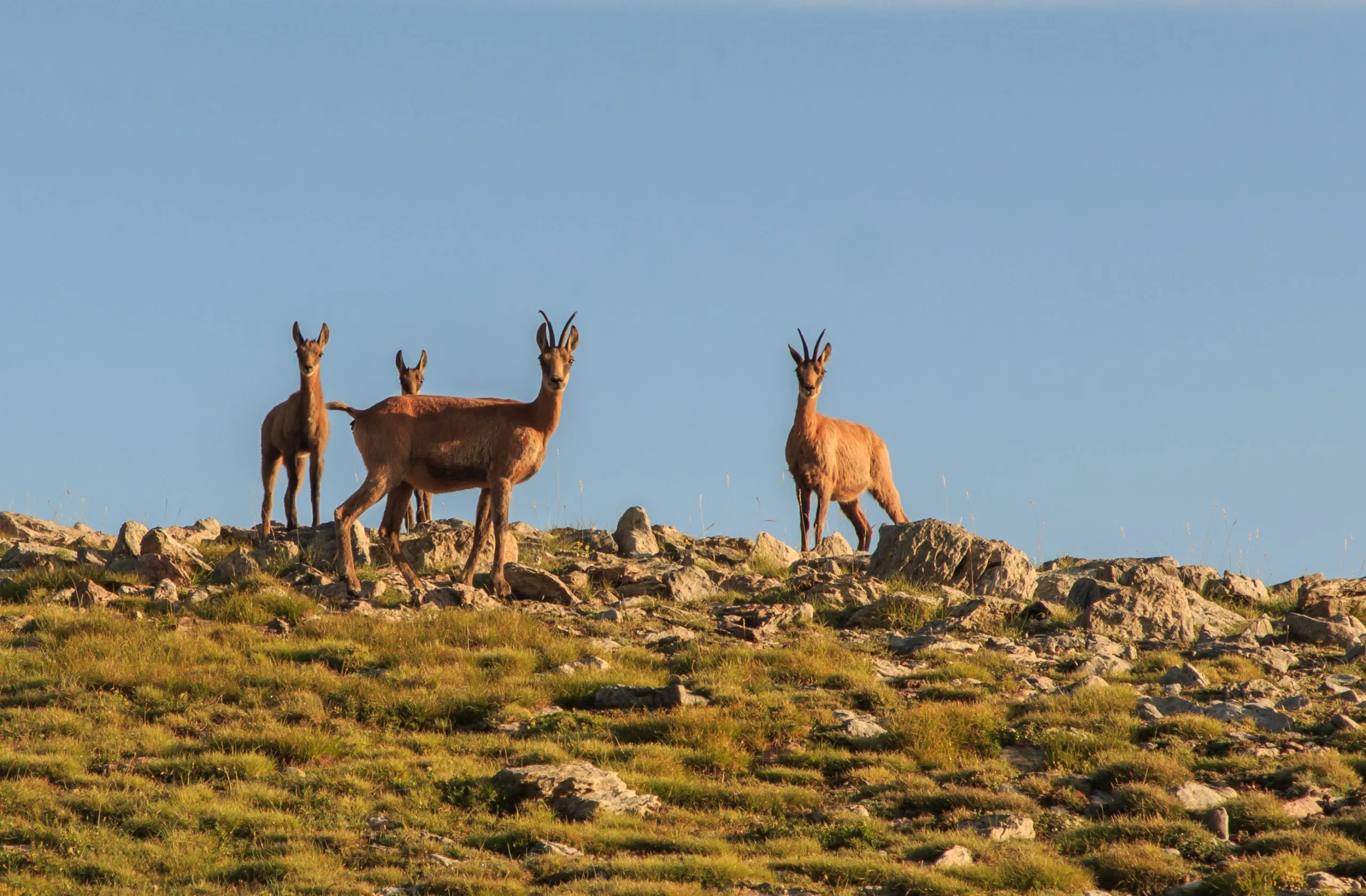 Family of 4 chamois looking on the mountain.Fauna concept